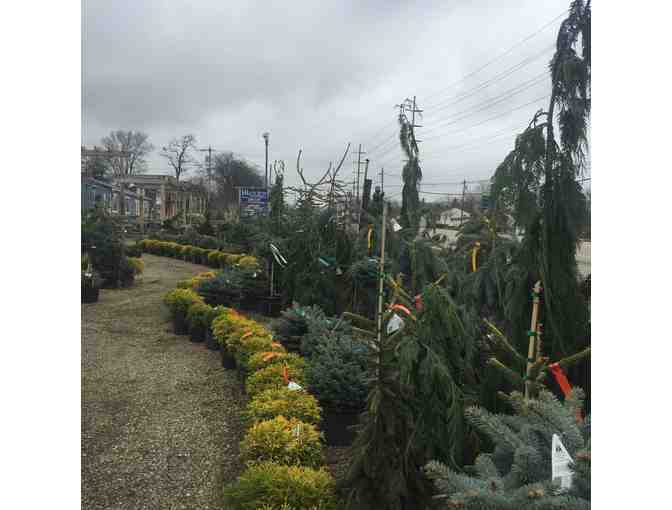 LAKEVIEW GARDEN CENTER & LANDSCAPING - $30 GIFT CARD