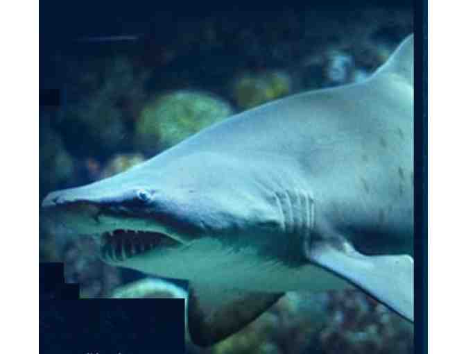 Four Passes to the New England Aquarium