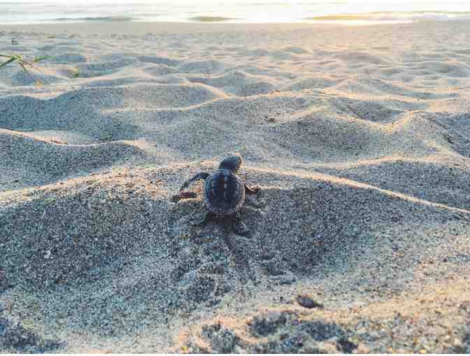 Adopt your very own Sea Turtle nest! - Photo 1
