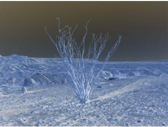 BAM Photo Portfolio IV