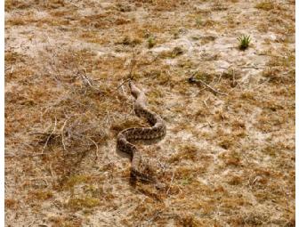 BAM Photo Portfolio IV