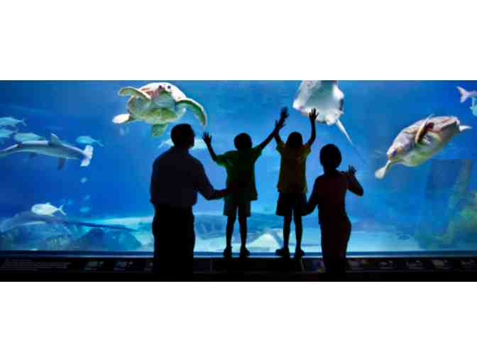 Two (2) Admission Passes to Adventure Aquarium
