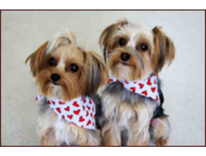 $45 Gift Certificate to Doggies Divine Pet Salon
