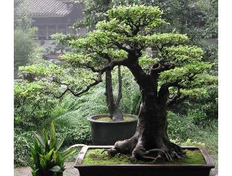 ** FACULTY/STAFF ** Bonsai 101 with Tony Pickering