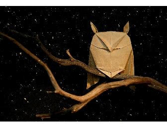 Origami Lesson and Autographed Copy of Origami Odyssey: A Journey to the Edge of Paperfolding