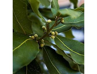 A Bottle of Bay Liqueur