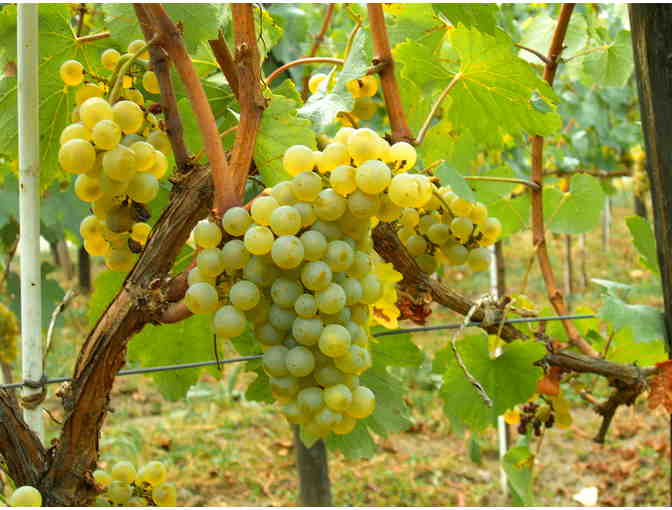6 Bottles of Esterkyn Family Vineyards Napa Valley Chardonnay