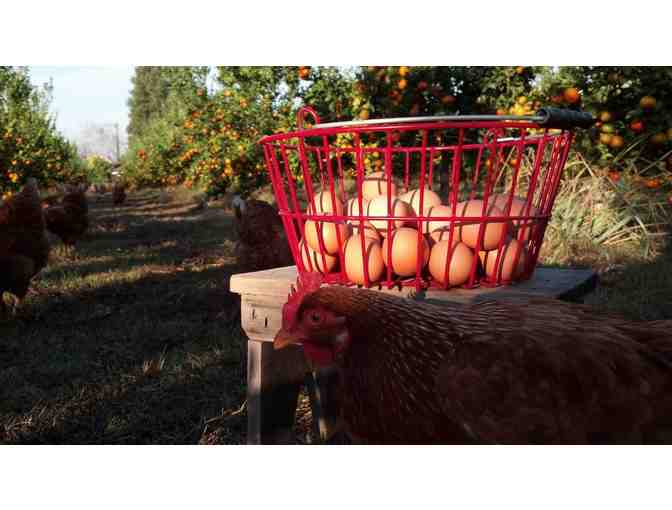 Fun on the Farm with Mrs. Majka and Mrs. Driscoll