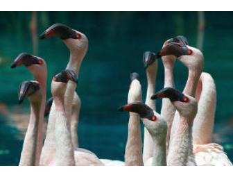 Honolulu Zoo One-Week Family Pass