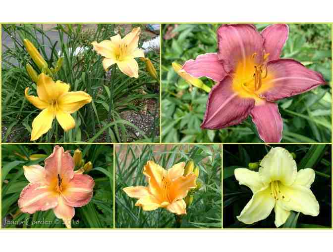 3 Coupons for Barth Daylilies from O'Donals Nursery - Photo 1