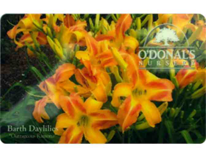 3 Coupons for Barth Daylilies from O'Donals Nursery - Photo 1