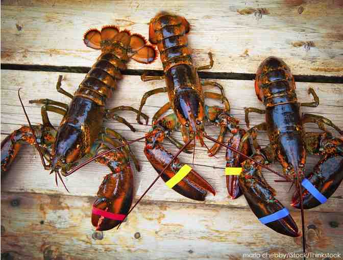 12 Live Lobsters - Photo 1