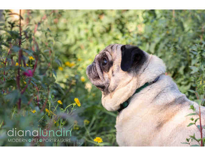 Custom Pet Photography Session