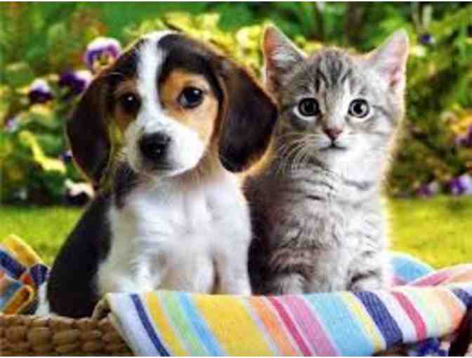 Ark Animal Hospital - Two Nights of Boarding and Spa for your Pet.