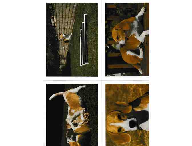 Beagles Postcard Lot - Photo 1