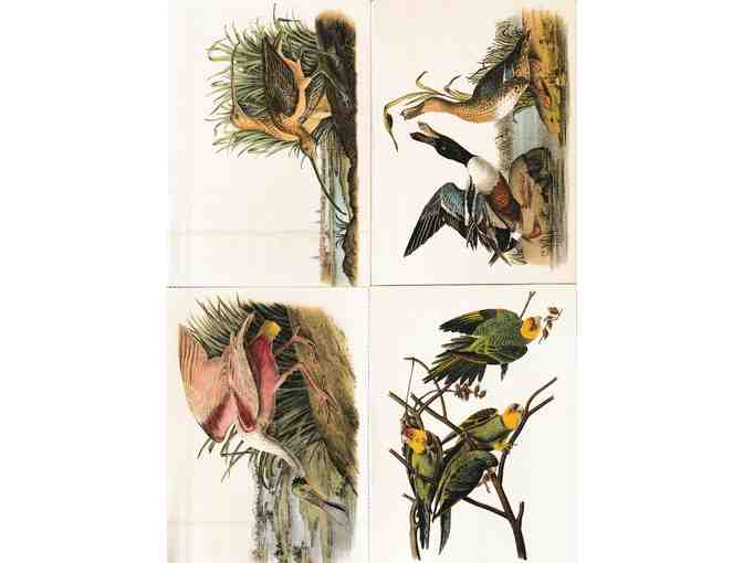 Audubon Bird Art Postcard Lot - Photo 1