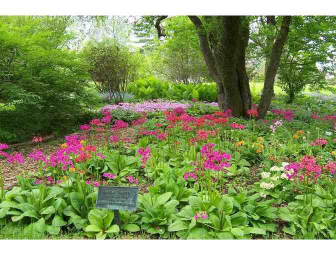 Individual Membership for One to the Berkshire Botanical Garden