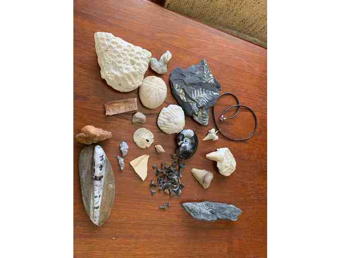 Fossil Hunters Kit  for the fossil enthusiast!