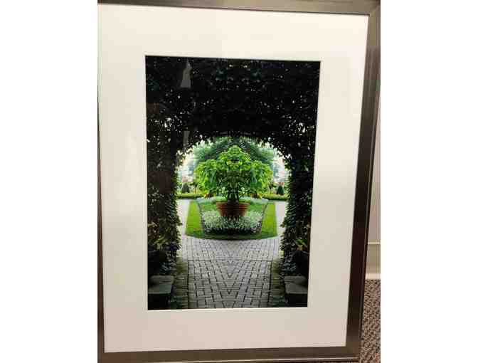 Framed Picture of a Tree Through an Arbor