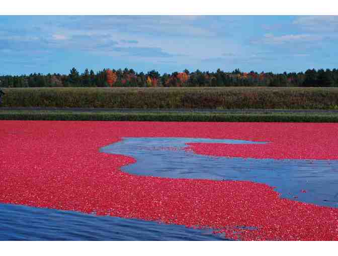 Cranberry Farmer for a Day!