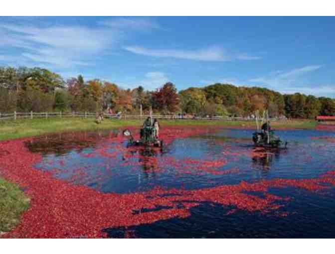 Cranberry Farmer for a Day!