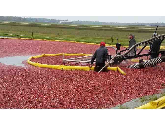 Cranberry Farmer for a Day!