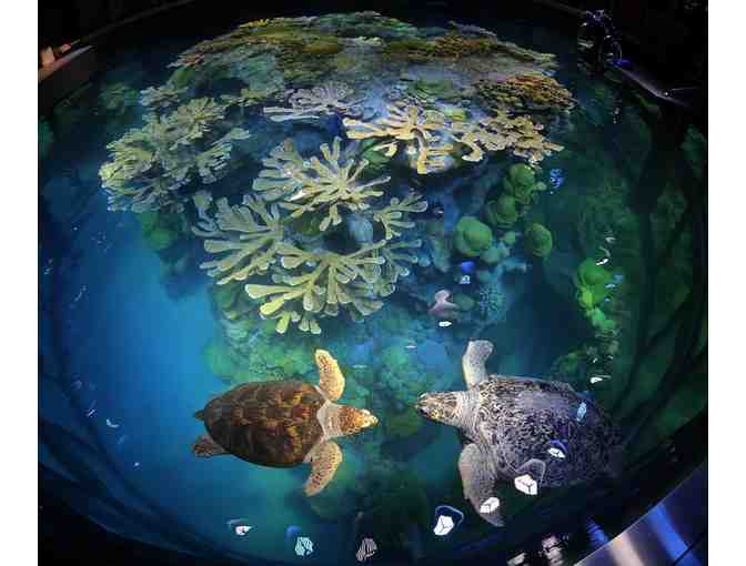 New England Aquarium-Two Passes