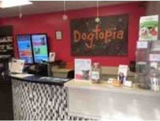 Dogtopia Doggie Day Care