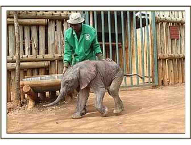 Be the Proud Parent of a Baby Orphan Elephant in Africa