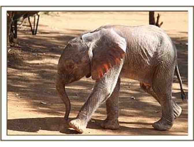 Be the Proud Parent of a Baby Orphan Elephant in Africa