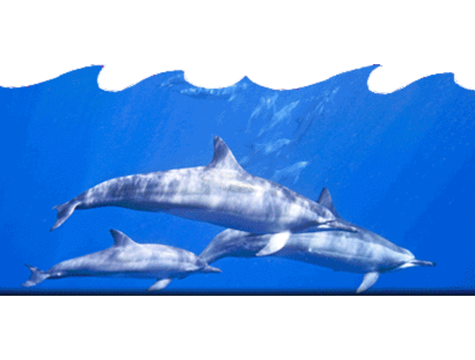 Dolphin Excursion