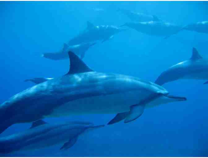 Dolphin Excursion