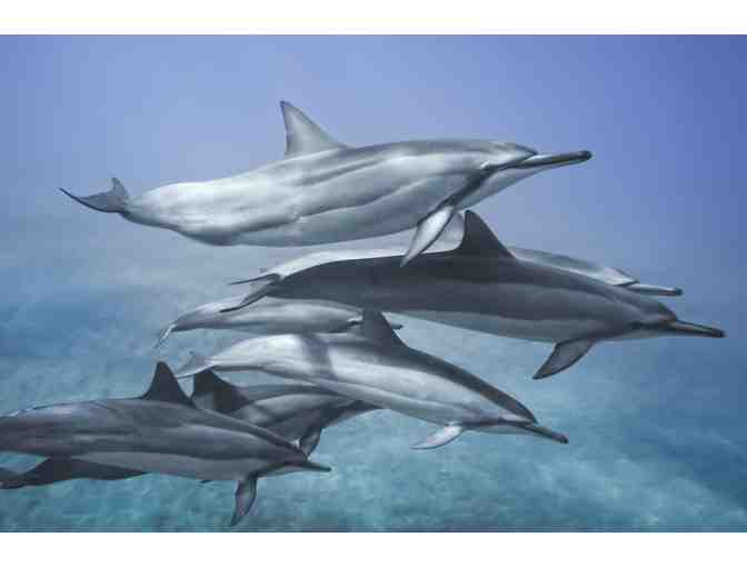 Whale Watch or Snorkel for 2 - OR $85 Towards Dive Charter