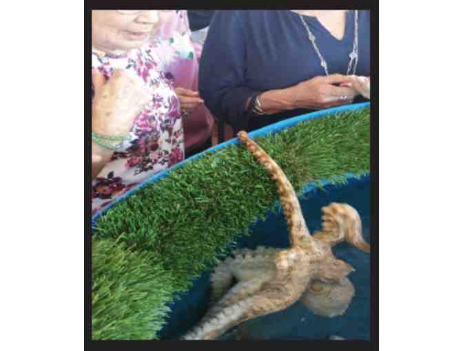 NELHA Ocean Conservation Tour for Four People