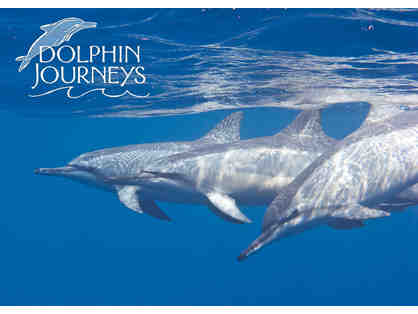 Dolphin Journeys: Swim with Dolphins Excursion for 1 person