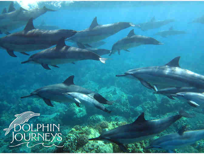 Dolphin Journeys: Swim with Dolphins Excursion for 1 person