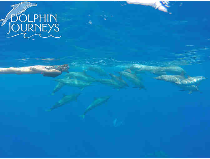 Dolphin Journeys: Swim with Dolphins Excursion for 1 person