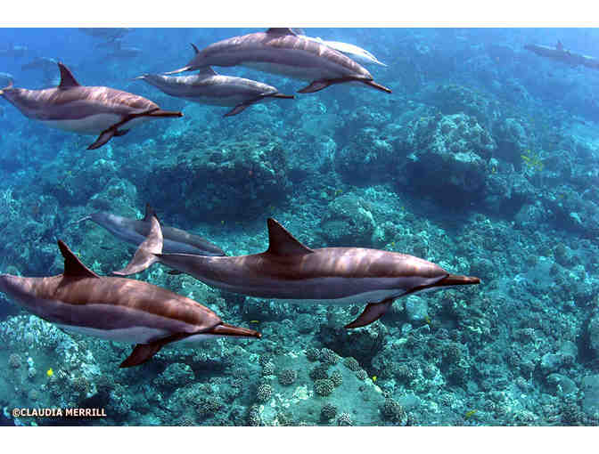 Kona Dolphin Swim Adventure for 2 Adults from Dolphin Discoveries