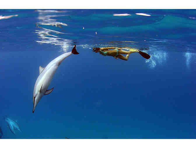 Kona Dolphin Swim Adventure for 2 Adults from Dolphin Discoveries