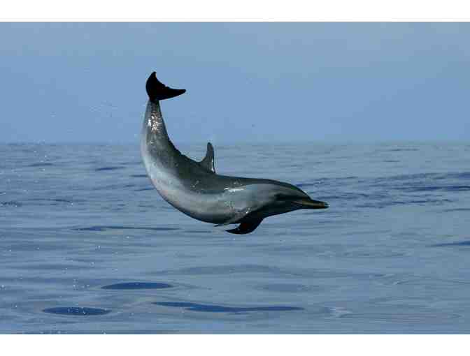 Gift Certificate for Two Guests Aboard a Body Glove Cruises Snorkel and Dolphin Watch