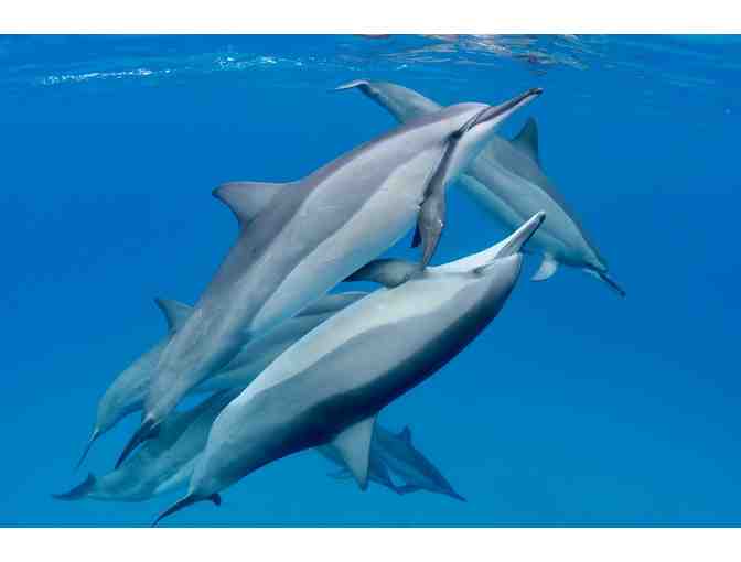 Deluxe AM Snorkel to Capt. Cook Monument for 2 Adults with Dolphin Discoveries