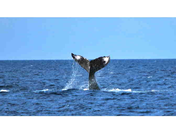 Guaranteed Morning Whale Watch Cruise for 2 at Ocean Sports