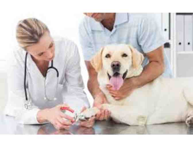 Carbondale Animal Hospital $50 Gift Certificate & Dog Light Up Collar - Photo 1
