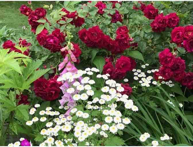 Spring Perennials Gift Certificate