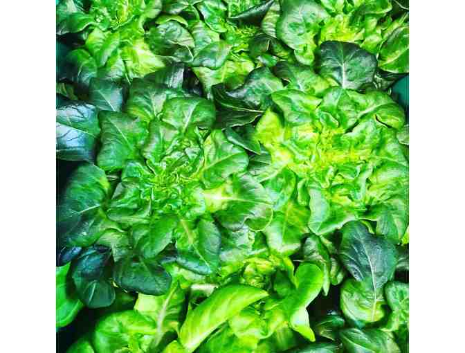 Oasis Spring Farms VIP Tour and Basket of Local Food Products