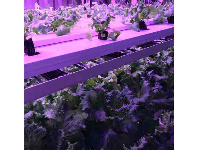 Oasis Spring Farms VIP Tour and Basket of Local Food Products