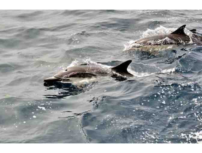 Whale Watching on the 'Voyager' in Redondo Beach for Four People