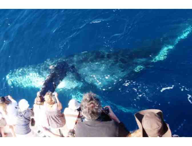 Whale Watching Newport Beach Excursion for Two