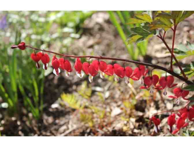 The International Garden Center and Florist: $35 gift card