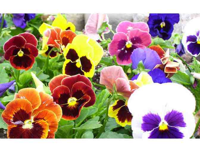 The International Garden Center and Florist: $35 gift card